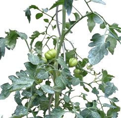 SOSTEGNO PER POMODORO "FALCO"