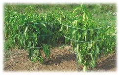 SOSTEGNO PER MELANZANE E PEPERONI "FAGIANO"