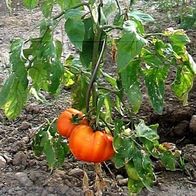 Novità - il tutore "FALCO" per pomodori